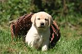 LABRADOR 1195